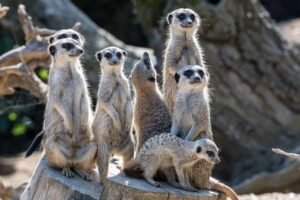 meerkat, mammal, animal, mongoose, carnivores, wildlife, nature, close up, fauna, zoo, guardian, animal portrait, watch out, look out