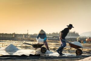 Salt farmers harvesting salt at sunrise in rural landscape with tools and wheelbarrows.